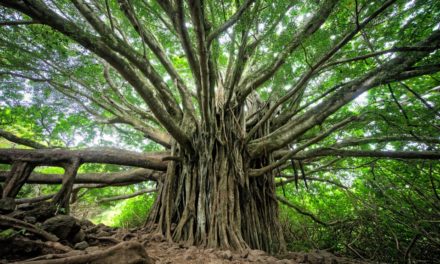 The Nature of Marketing: Its As Complex as A Gigantic Tree with Branches
