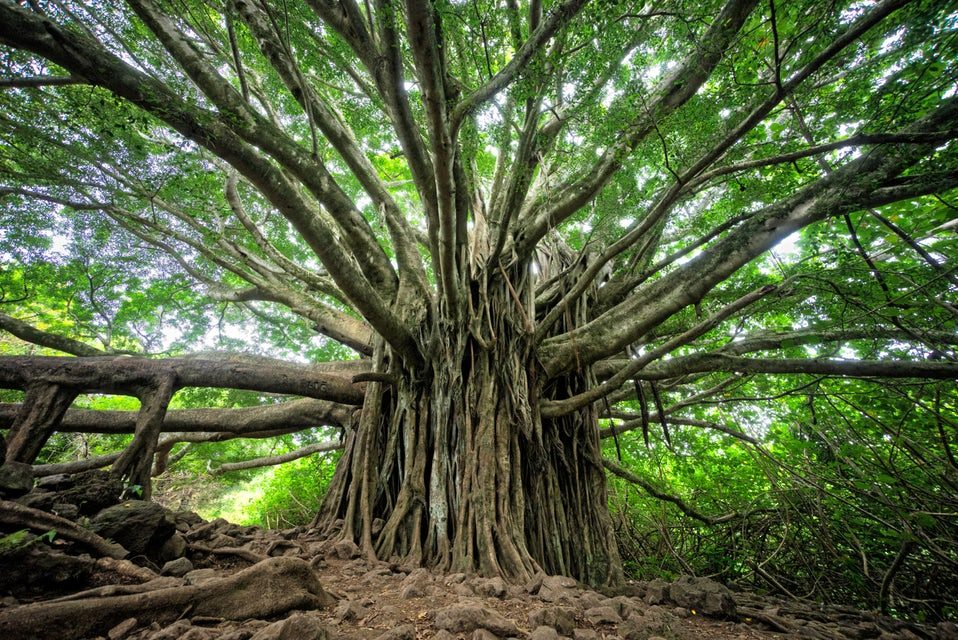 The Nature of Marketing: Its As Complex as A Gigantic Tree with Branches